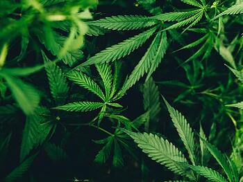 Proper Cannabis marijuana 