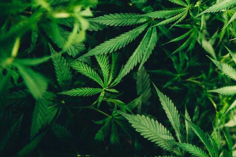 marijuana_foliage